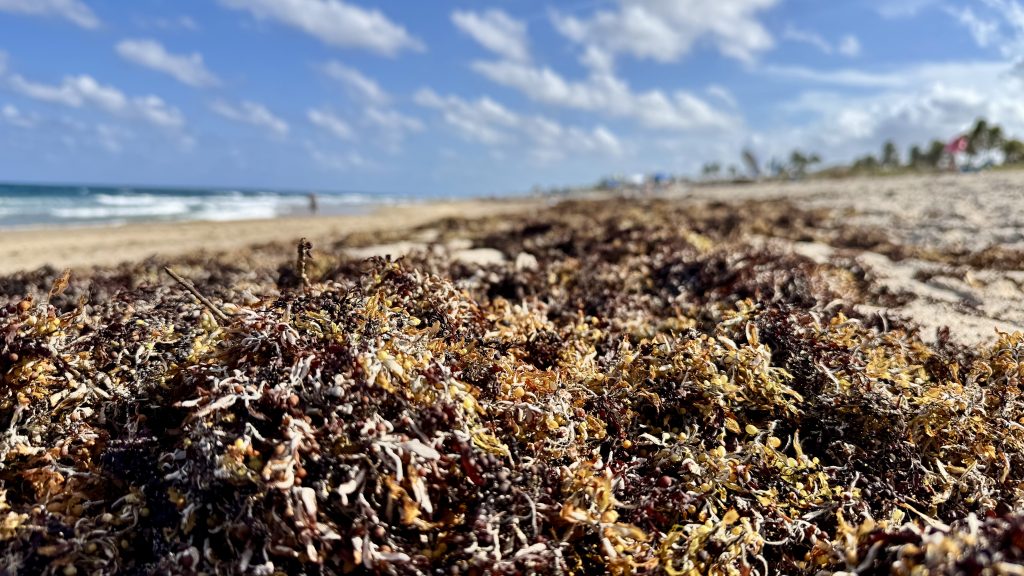 Sargassum washed up on the beach in Boca Raton, FL, May 2025. (Photo: Boca Daily News)