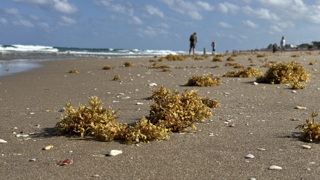 Sargassum washed up on the beach in Boca Raton, FL, May 2025. (Photo: Boca Daily News)