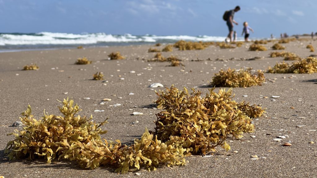 Sargassum washed up on the beach in Boca Raton, FL, May 2025. (Photo: Boca Daily News)