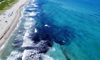 Seaweed, seen in black clumps, in the ocean in Boca Raton, FL, May 1, 2025. (Photo: Boca Daily News)