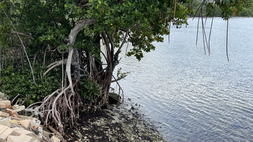 A submerged area off the Intracoastal Waterway off NE 8th Avenue in Boca Raton, FL, June 2025. (Photo: Boca Daily News)