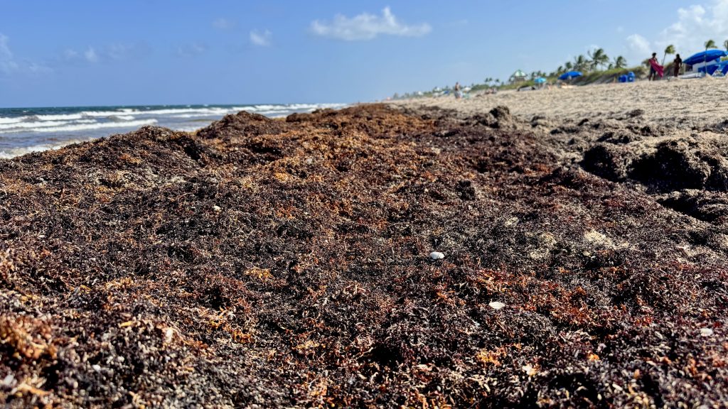Sargassum clumps on the beach in Delray Beach, FL, July 24, 2025. (Photo: Boca Daily News)