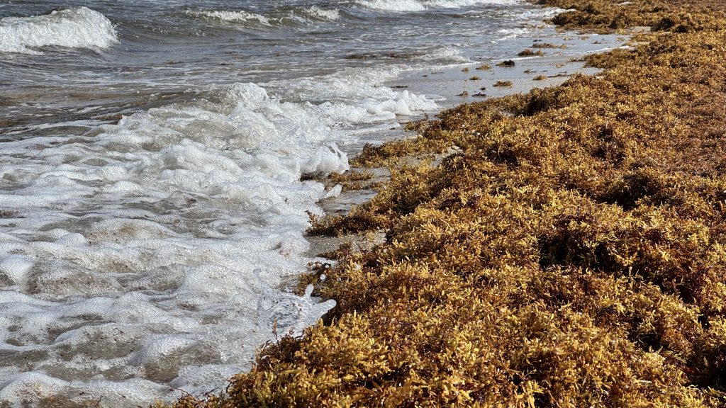 Sargassum clumps on the beach in Delray Beach, FL, July 24, 2025. (Photo: Boca Daily News)