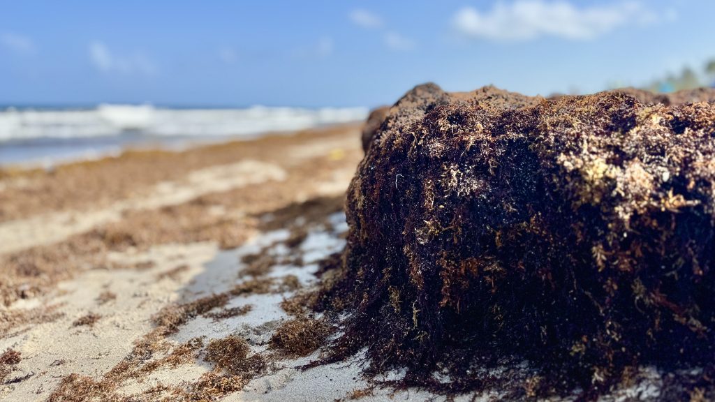 Sargassum clumps on the beach in Delray Beach, FL, July 24, 2025. (Photo: Boca Daily News)