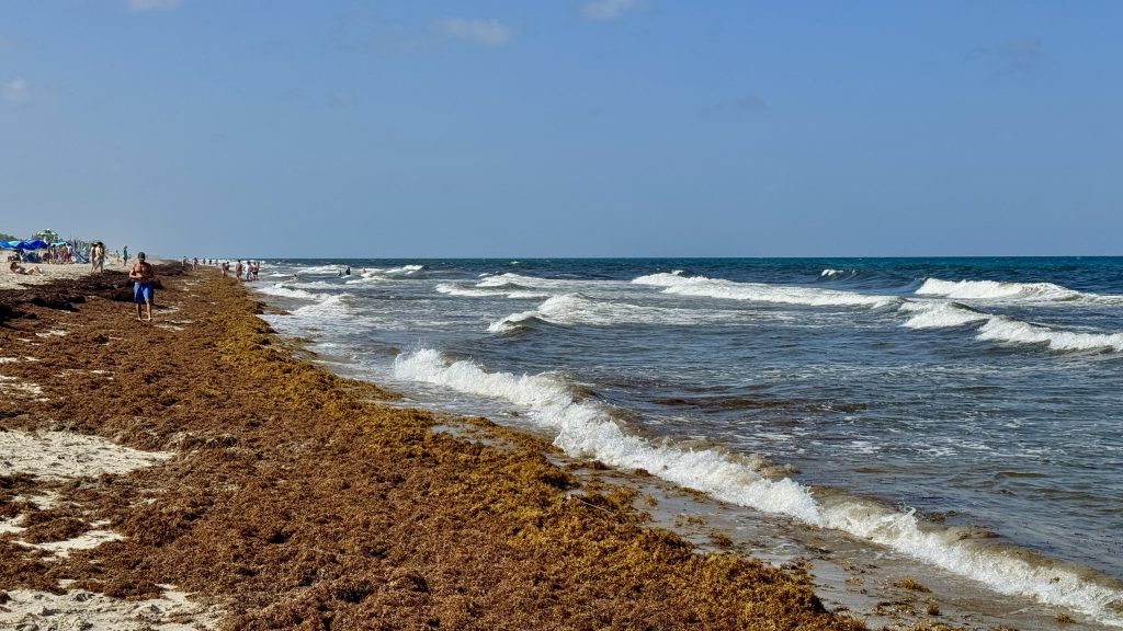 Sargassum clumps on the beach in Delray Beach, FL, July 24, 2025. (Photo: Boca Daily News)
