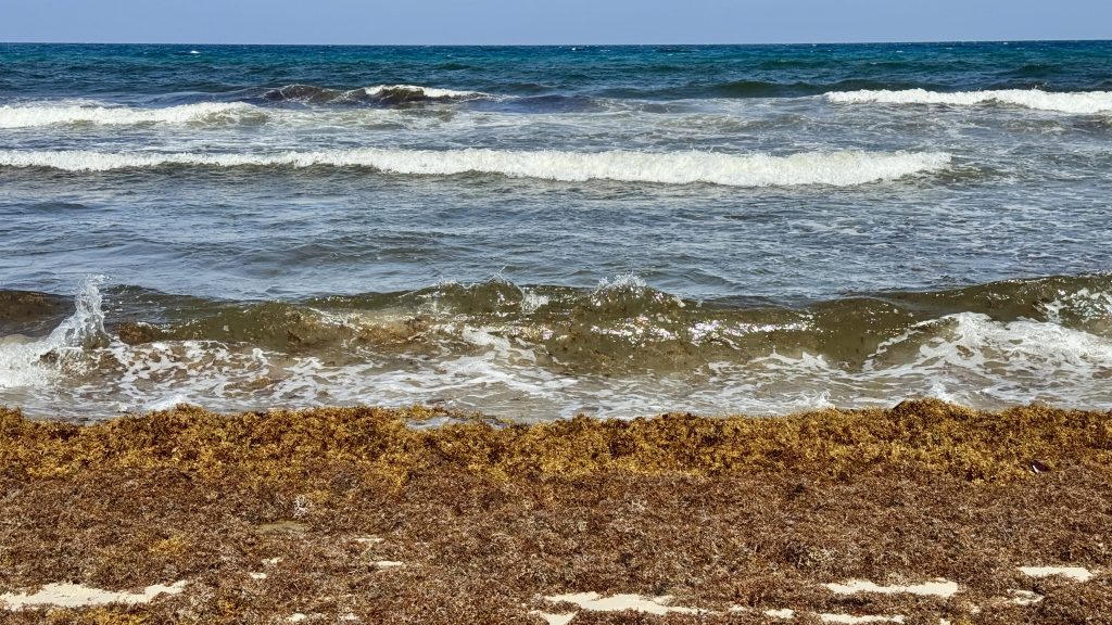 Sargassum clumps on the beach in Delray Beach, FL, July 24, 2025. (Photo: Boca Daily News)