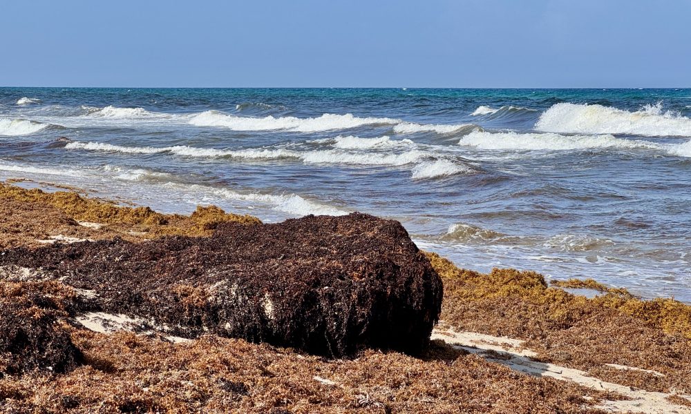 Sargassum clumps on the beach in Delray Beach, FL, July 24, 2025. (Photo: Boca Daily News)