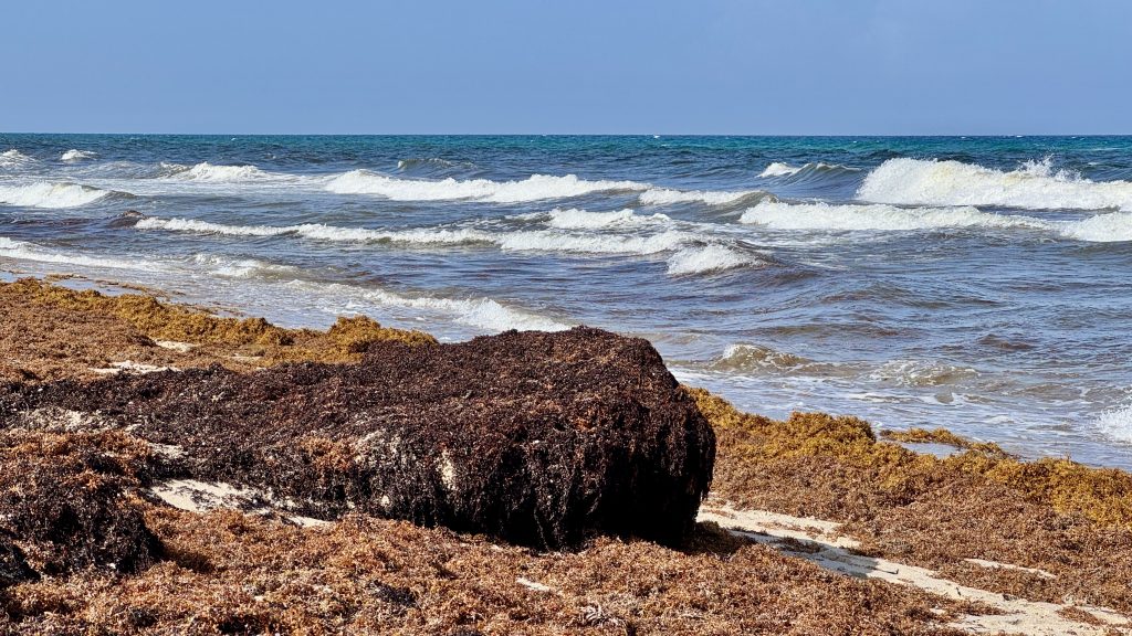 Sargassum clumps on the beach in Delray Beach, FL, July 24, 2025. (Photo: Boca Daily News)
