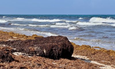 Sargassum clumps on the beach in Delray Beach, FL, July 24, 2025. (Photo: Boca Daily News)