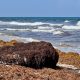 Sargassum clumps on the beach in Delray Beach, FL, July 24, 2025. (Photo: Boca Daily News)